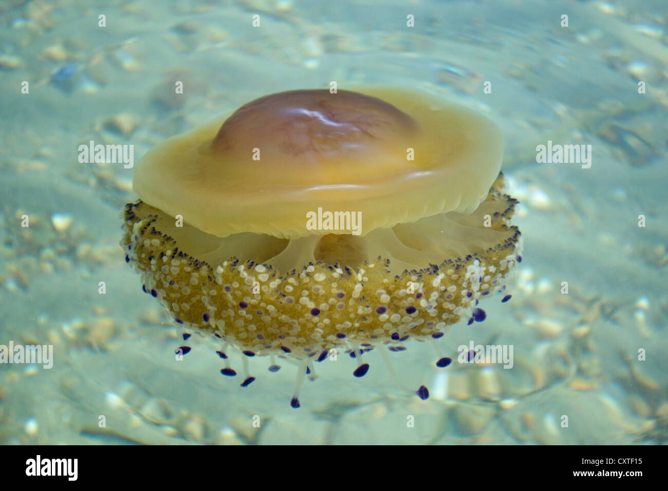 Mediterraneo unico meduse nel Mar Menor, Costa Calida, sud orientale della Spagna, Europa Foto Stock