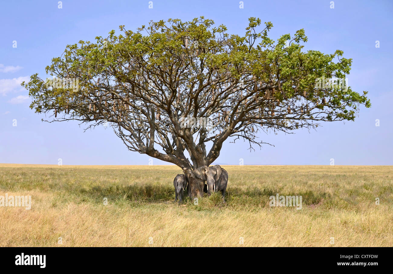 Famiglia di elefanti si nasconde in una tonalità di Acacia su safari nel Serengeti National Park Foto Stock