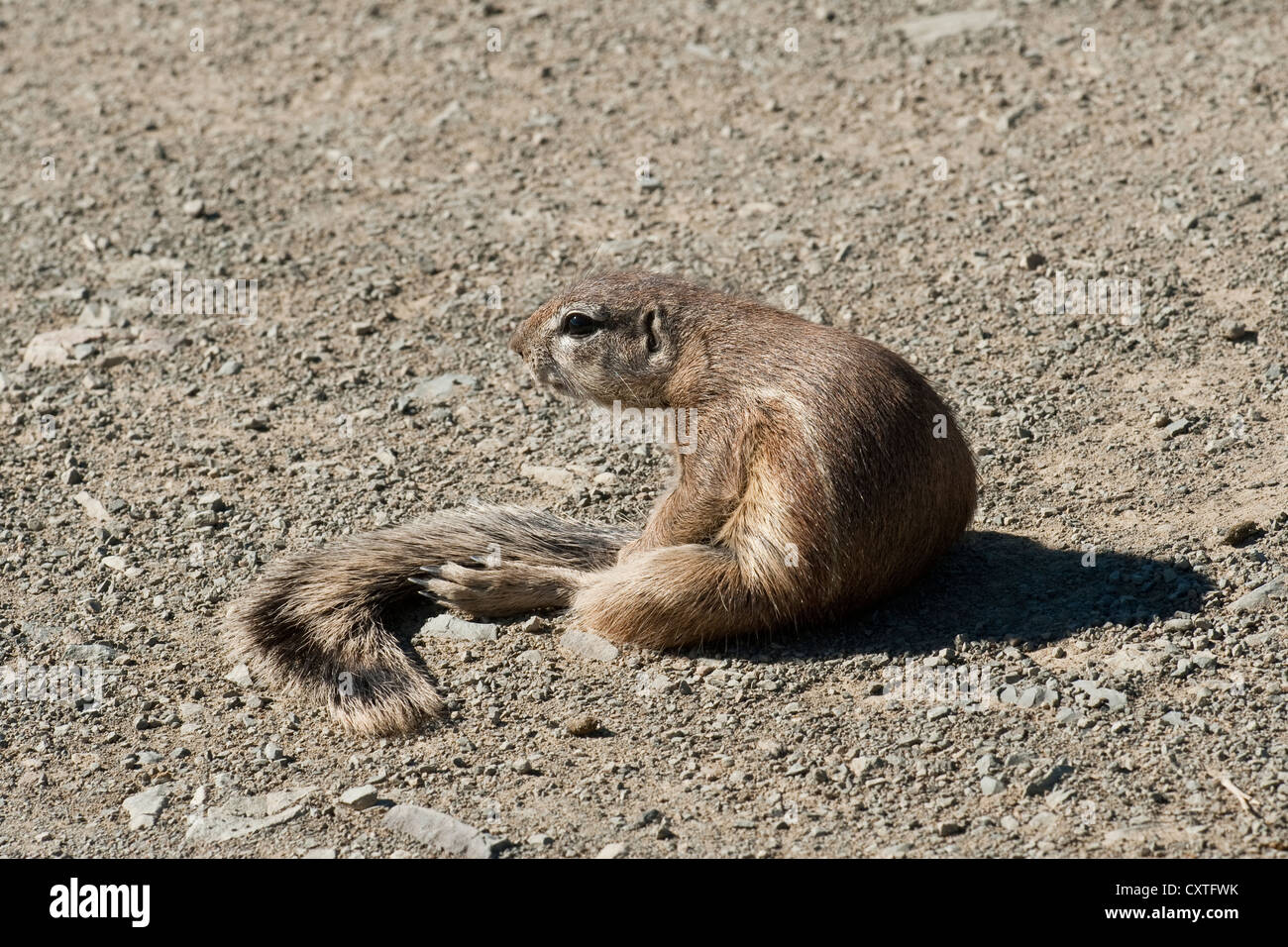 Squirrel Cape Ground. Xerus inauris. Sudafrica Foto Stock