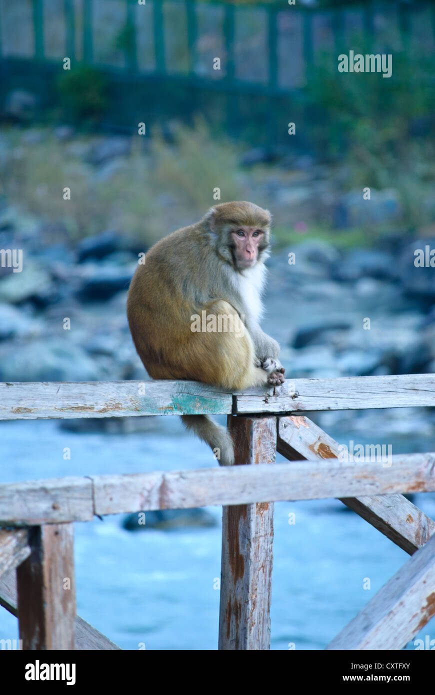Una trovata comunemente macaco rhesus seduti su un ponte in attesa di cibo Foto Stock