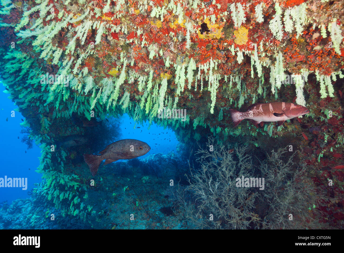 Coralli molli a sbalzo, Chironephthya sp., Felidhu Atoll, Maldive Foto Stock