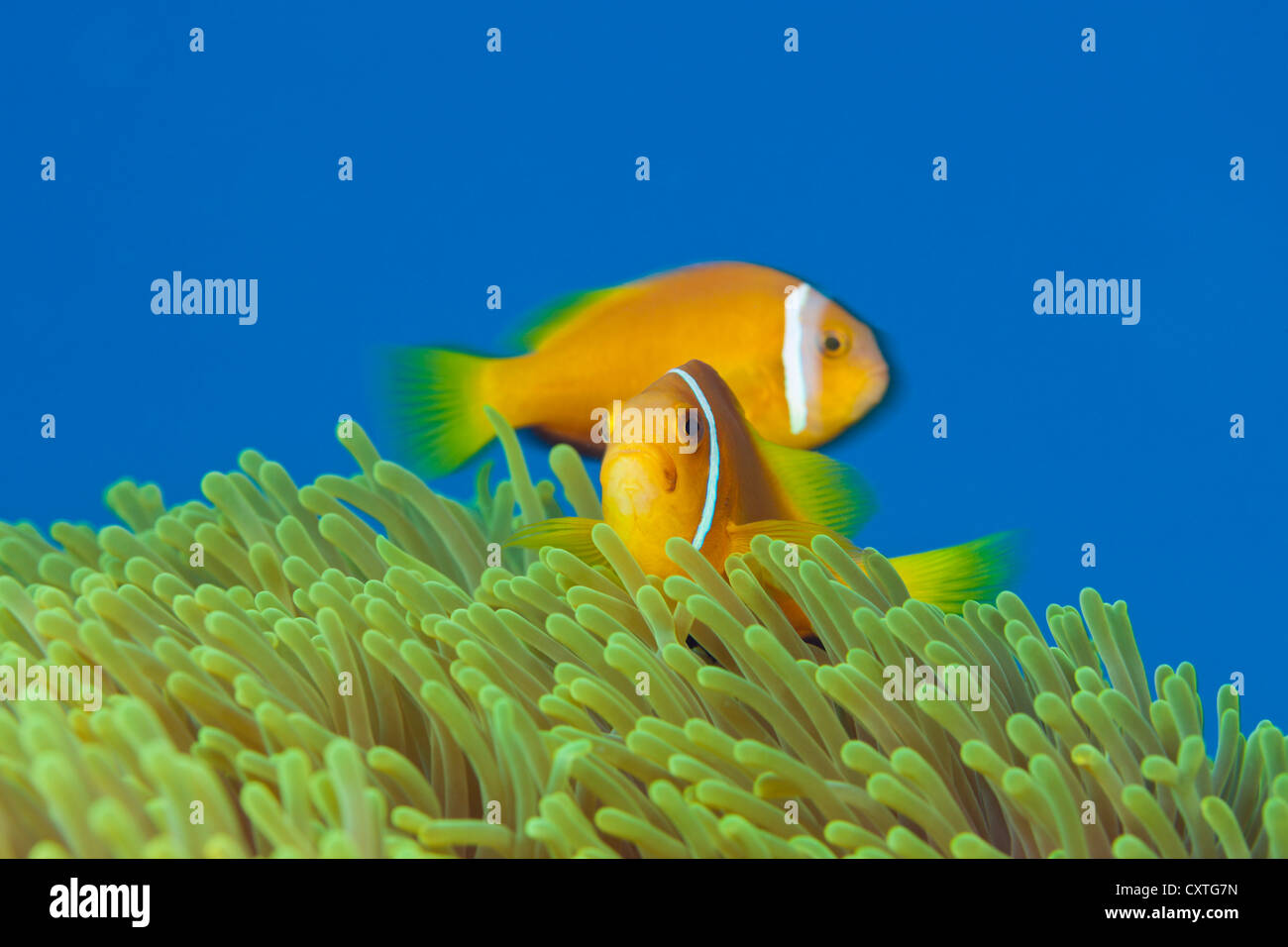 Maldive, Anemonefish Amphiprion nigripes, Thaa Atoll, Maldive Foto Stock