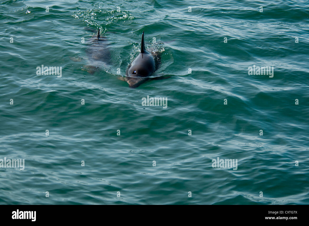 Delfino dusky nuotare nell'Oceano Pacifico vicino a Kaikoura in Nuova Zelanda. Schwarzdelfine schwimmen im Pazifik bei di Kaikoura. Foto Stock