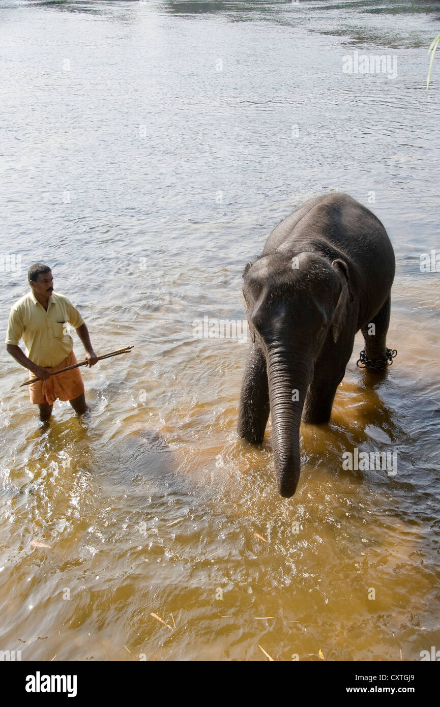 Vista verticale di un giovane elefante asiatico in piedi in acqua a un santuario in Kerala. Foto Stock