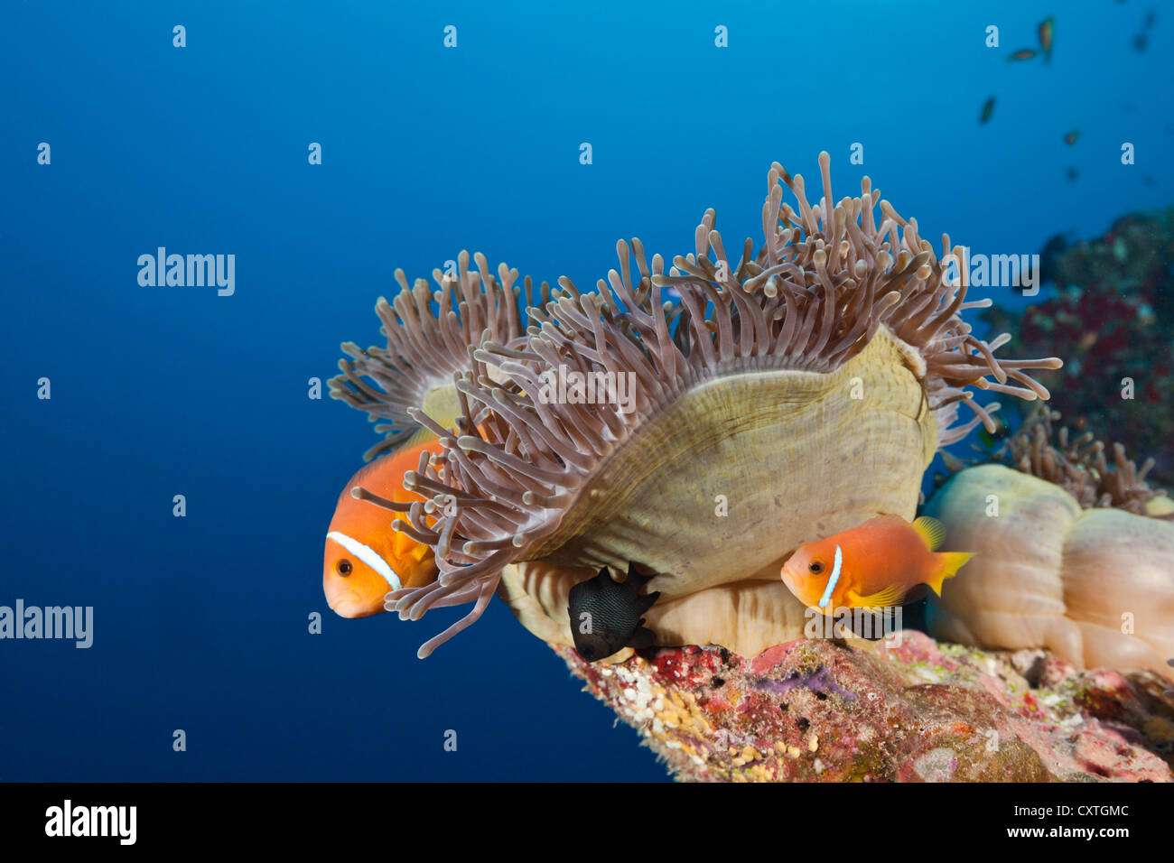 Maldive, Anemonefish Amphiprion nigripes, South Male Atoll, Maldive Foto Stock