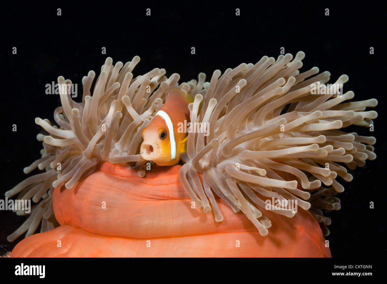 Maldive, Anemonefish Amphiprion nigripes, South Male Atoll, Maldive Foto Stock