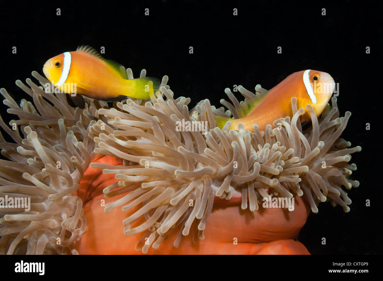 Maldive, Anemonefish Amphiprion nigripes, South Male Atoll, Maldive Foto Stock