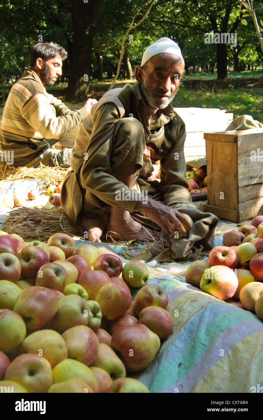 Un lavoratore locale in una fattoria di Apple è di imballaggio delle mele per la consegna Foto Stock