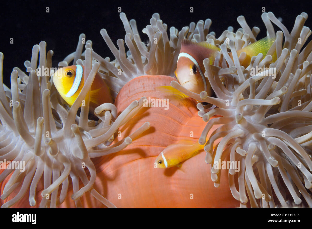 Maldive, Anemonefish Amphiprion nigripes, South Male Atoll, Maldive Foto Stock