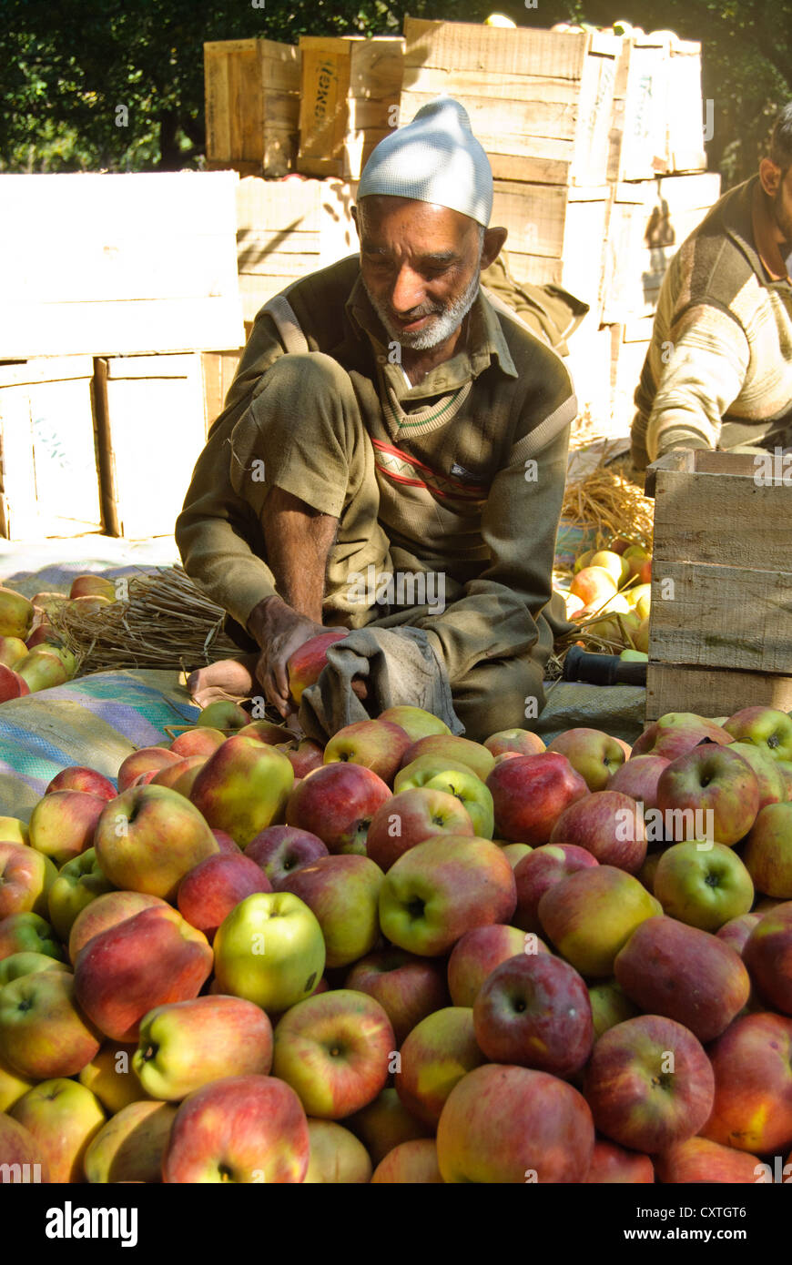 Un lavoratore locale in una fattoria di Apple è di imballaggio delle mele per la consegna Foto Stock