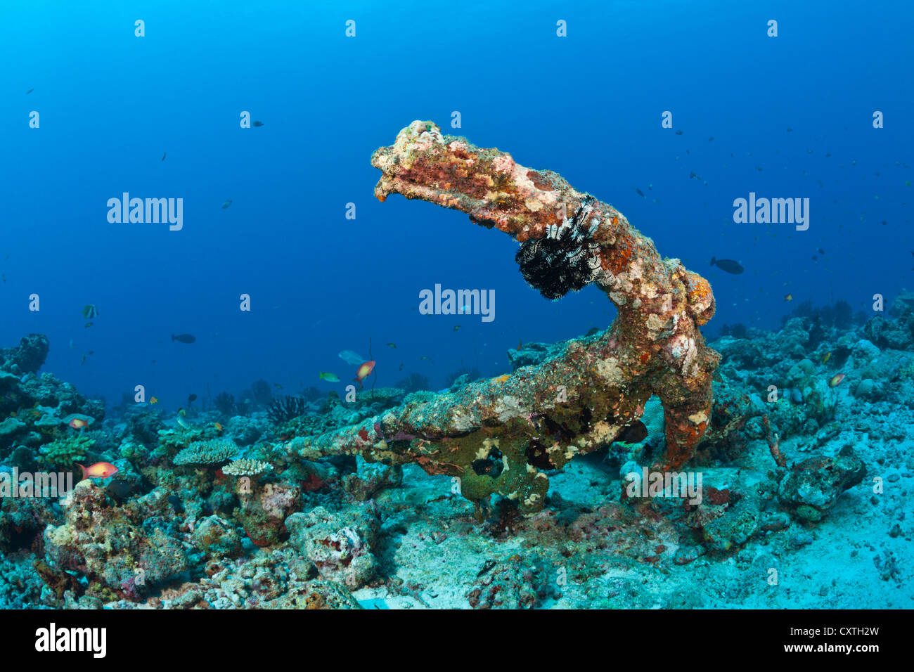 Il vecchio elemento di ancoraggio in Coral Reef, North Male Atoll, Maldive Foto Stock