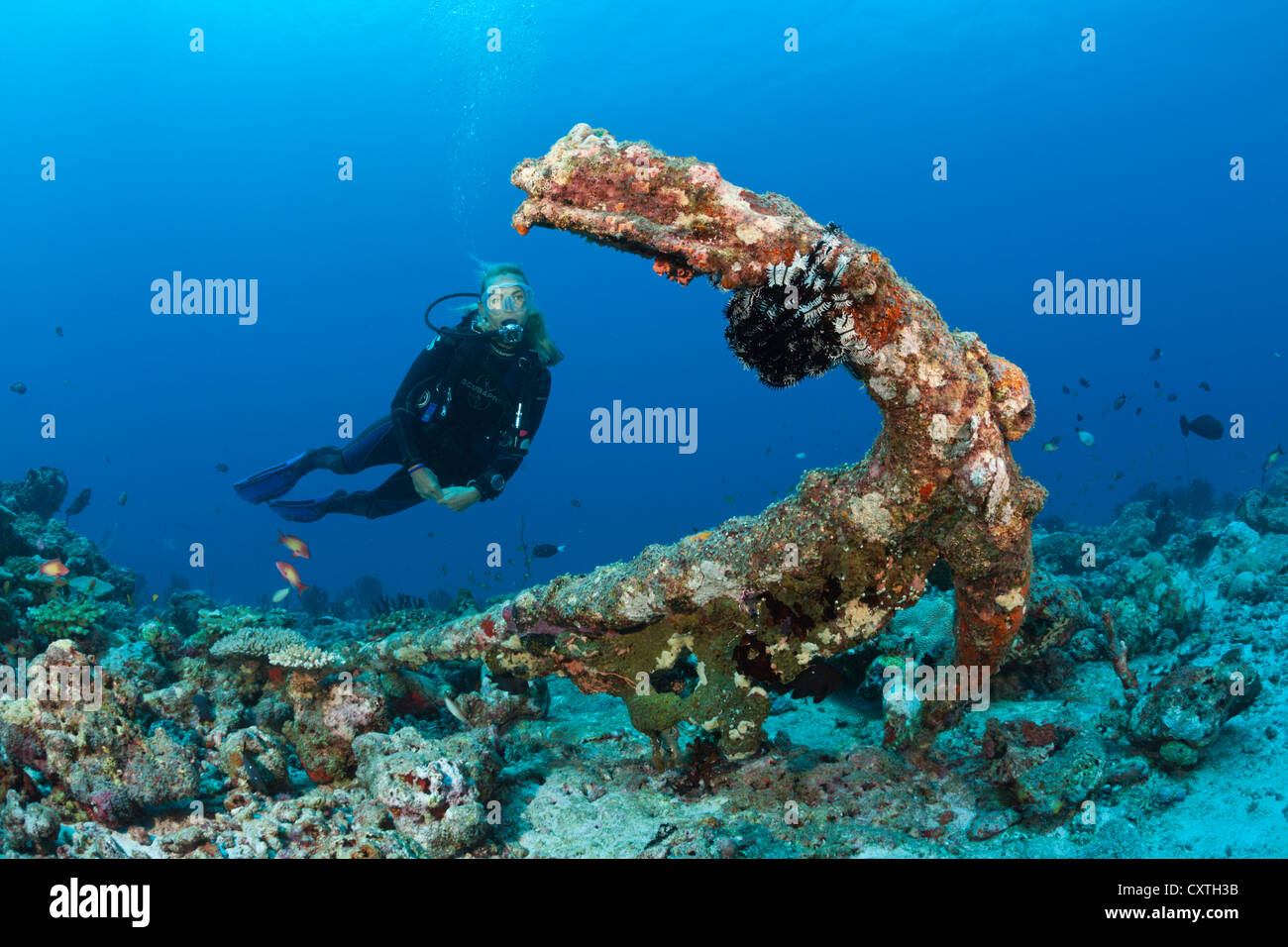 Scuba Diver reperti vecchi di ancoraggio per Coral Reef, North Male Atoll, Maldive Foto Stock
