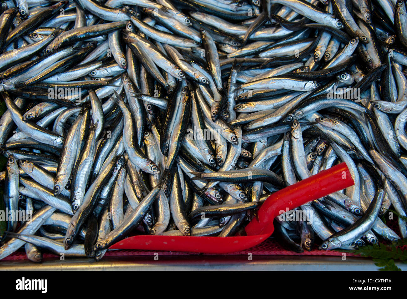 Piccole sardine-come pesci venduti in un negozio di un mercato alimentare vicino al Grand Bazaar di Istanbul in Turchia Foto Stock