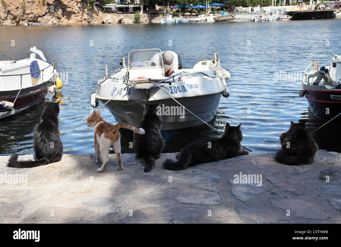 Gruppo di gatti attendono l'arrivo di una barca da pesca nel lago salato a Agios Nikolaos Creta Grecia Foto Stock