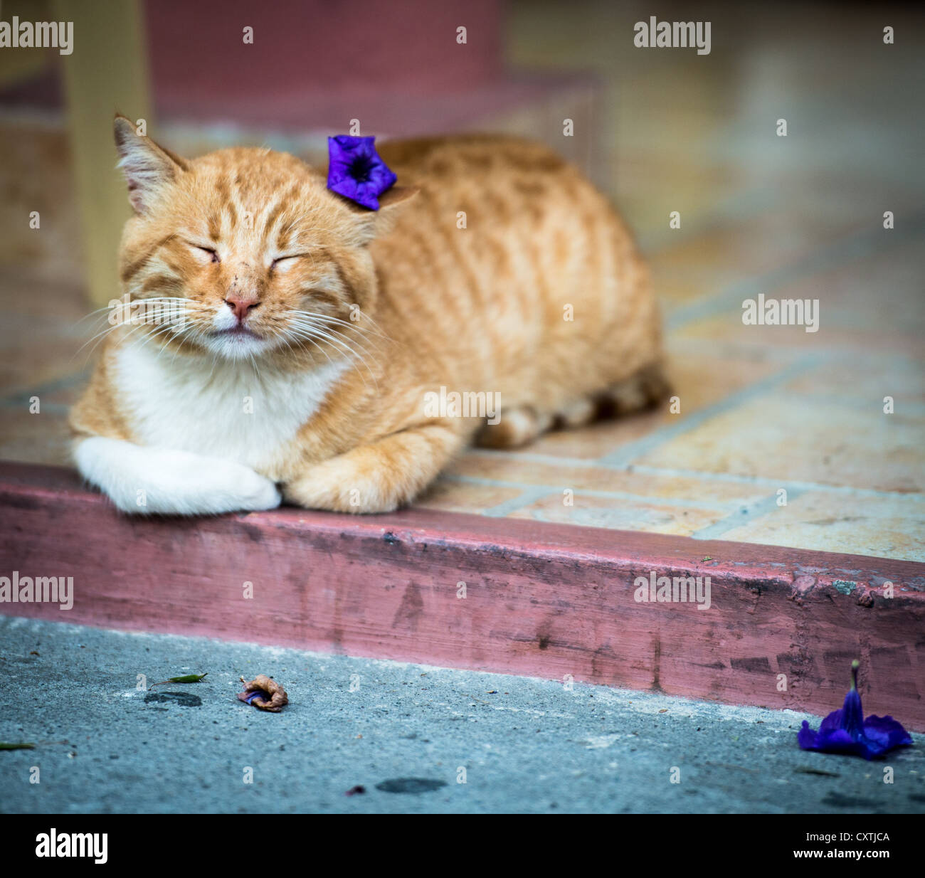 Cute cat con fiore dietro l'orecchio Foto Stock