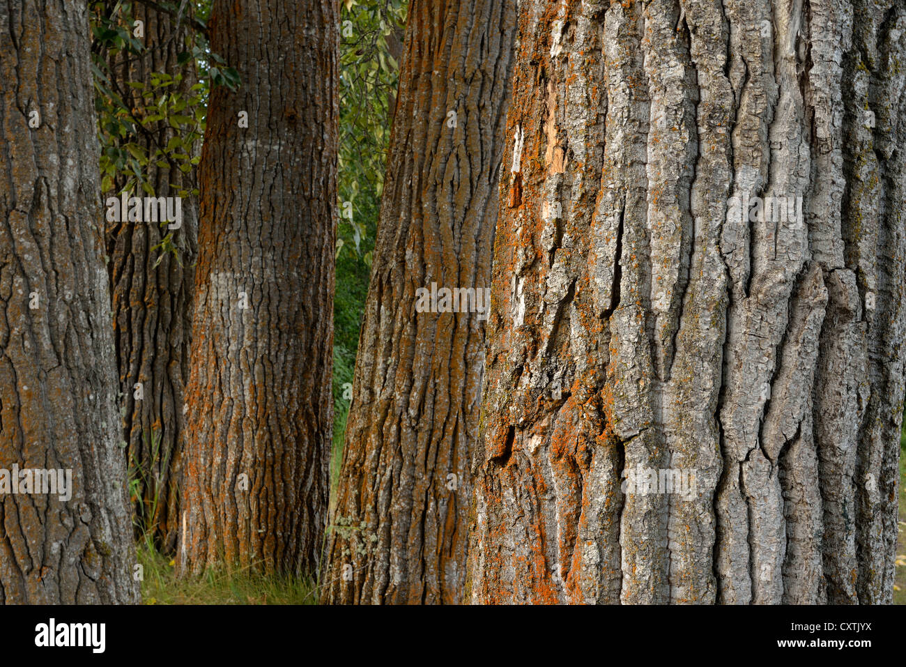 Un vicino di immagine di un supporto di nero alberi pioppi neri americani che mostra il dettaglio nella corteccia ruvida delle loro linee. Foto Stock