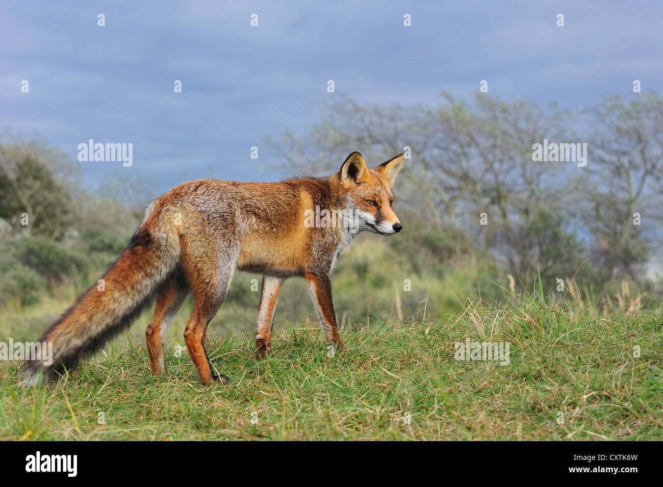 Red Fox (Vulpes vulpes vulpes) in piedi nella prateria a bordo della foresta in autunno Foto Stock
