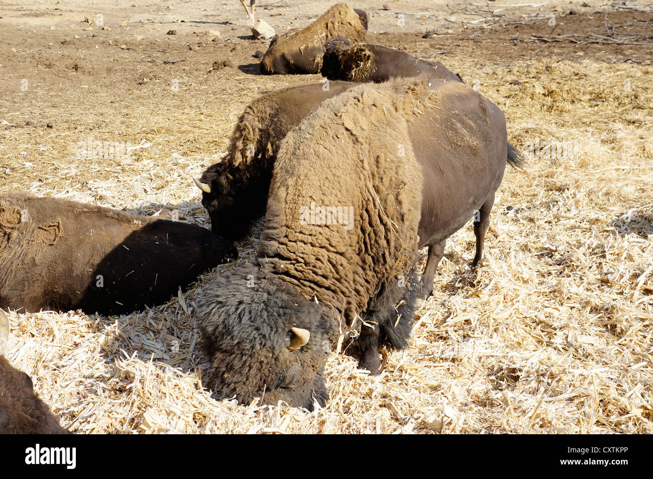 Bisonti americani (Buffalo), sono l'alimentazione nella penna dello zoo di La Reserva Sevilla El Castillo De Las Guardas. Foto Stock Bisonti americani (Buffalo), sono l'alimentazione nella penna dello zoo di La Reserva Sevilla El Castillo De Las Guardas. Foto Stock