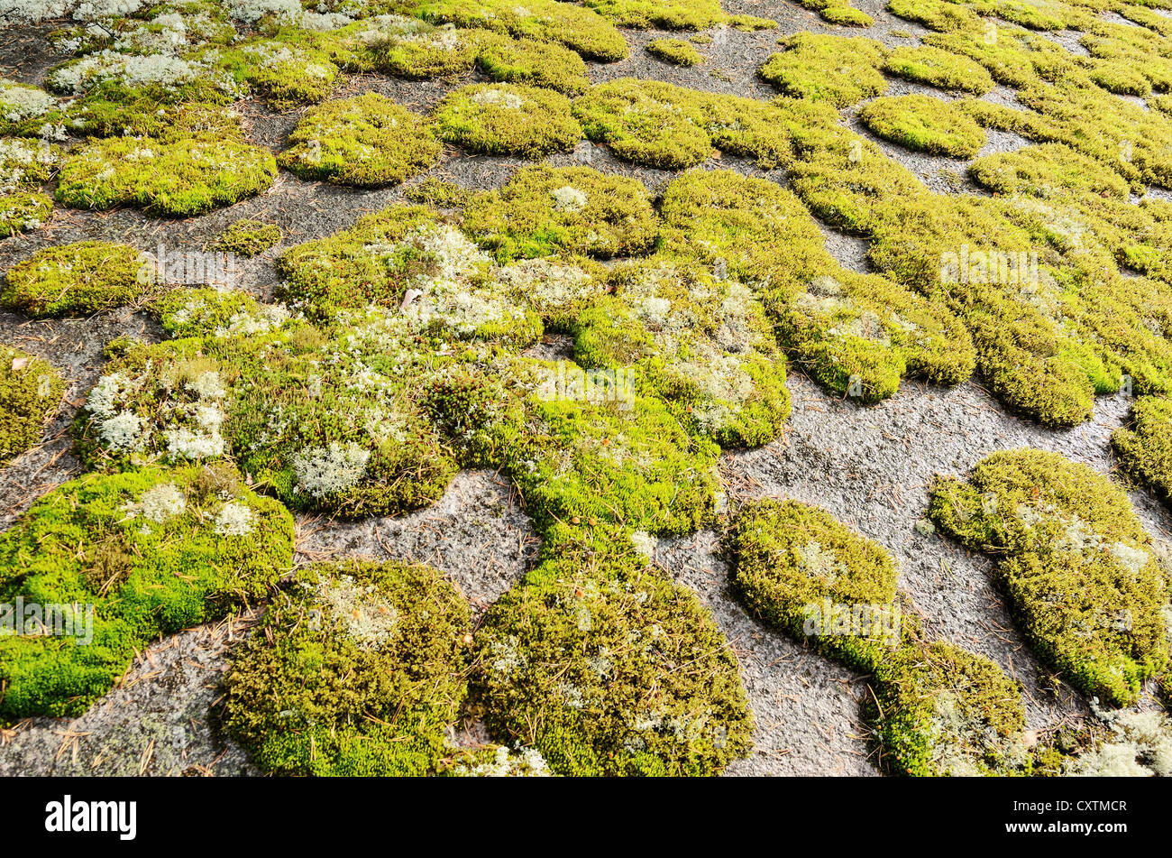 Roccia coperta di verde muschio, paesaggio autunnale Foto Stock