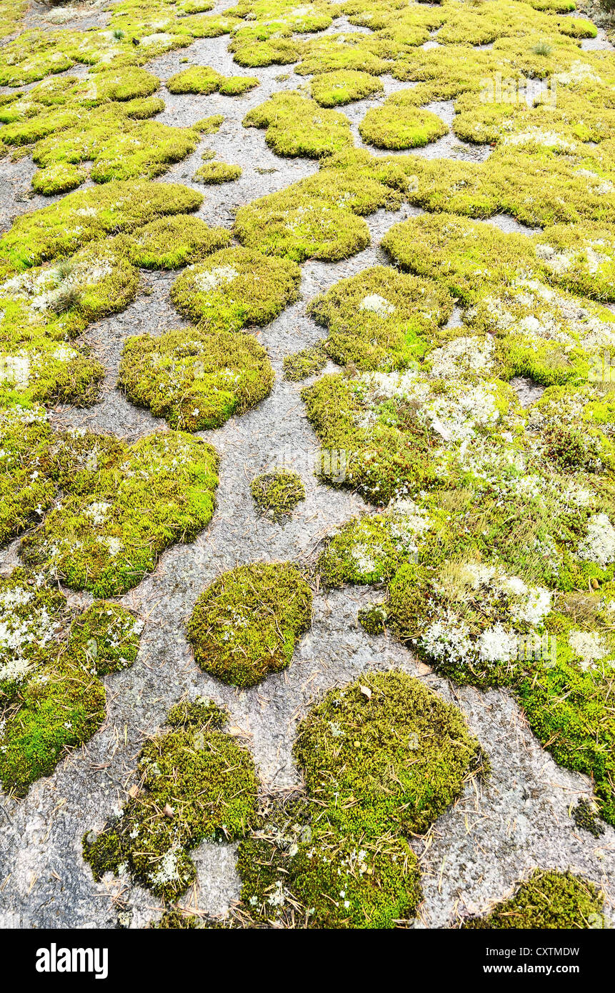 Roccia coperta di verde muschio, paesaggio autunnale Foto Stock