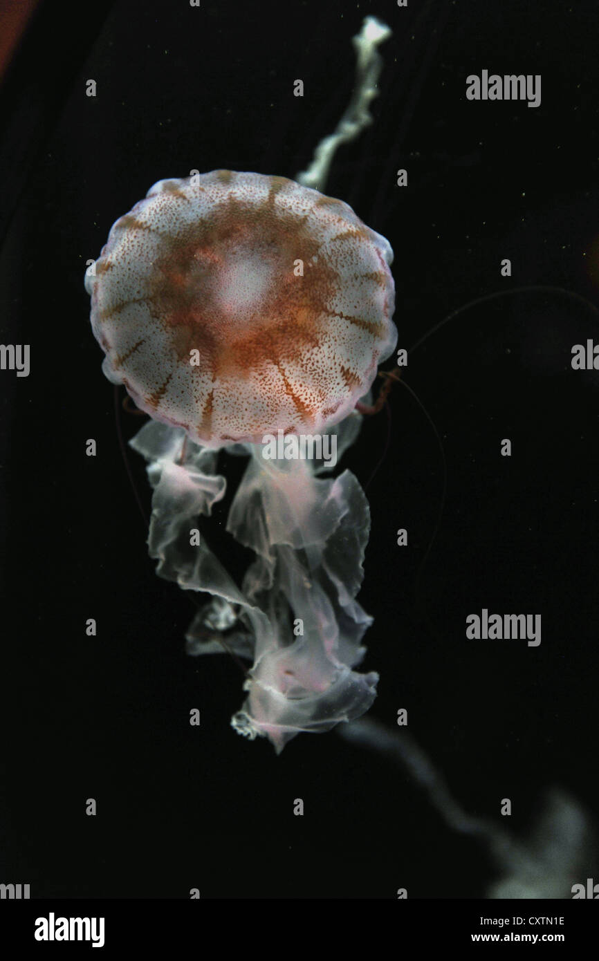 Mare meduse di ortica nuoto su sfondo scuro Foto Stock
