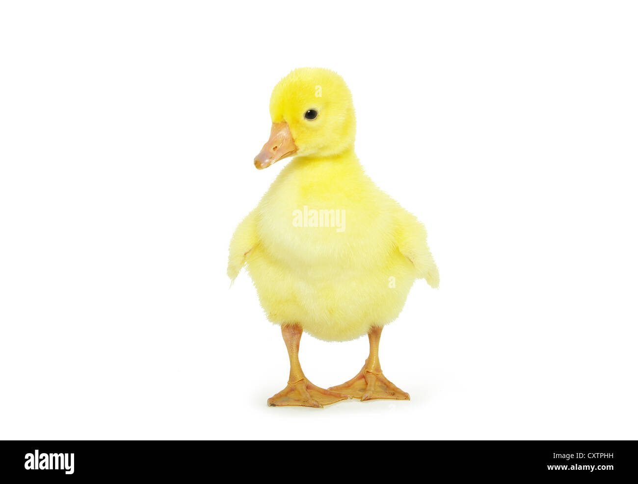 Carino gosling isolato su un bianco Foto Stock