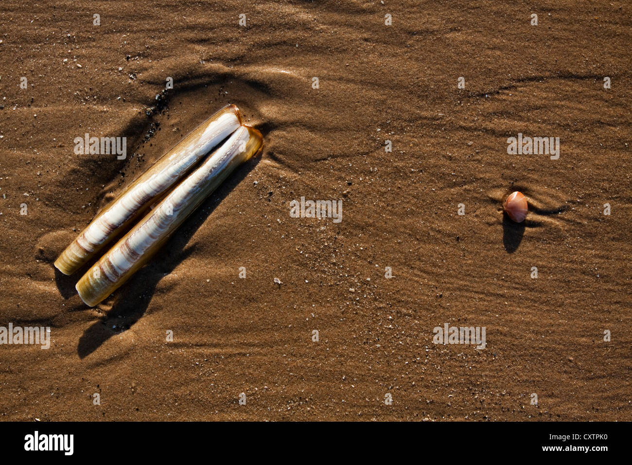 Guscio di rasoio lavato fino a una spiaggia Foto Stock