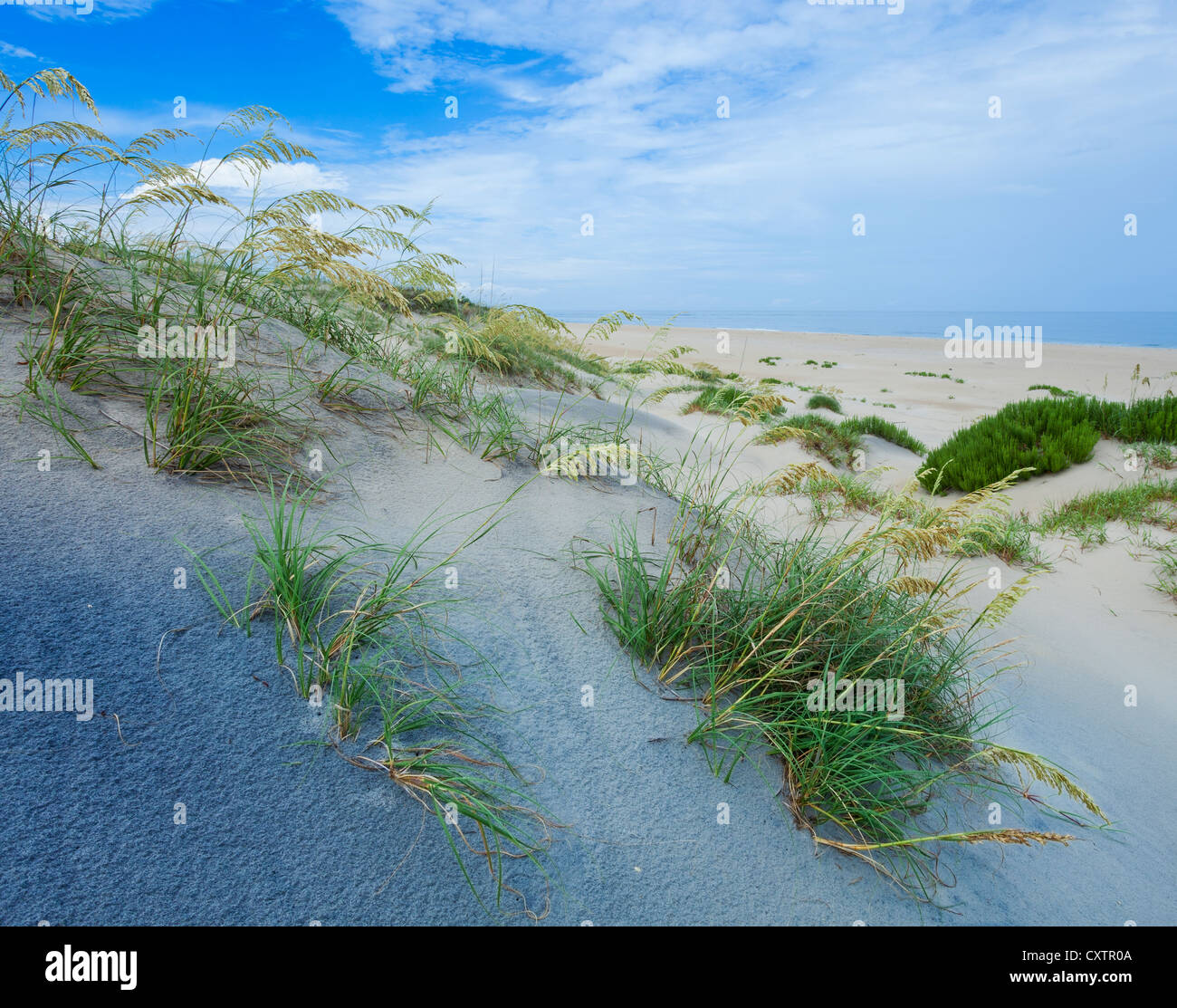 Il segnale di PEA Island National Wildlife Refuge, North Carolina Seaoats (Uniola paniculata) sulle dune del segnale di PEA Island, Cape Hatteras Foto Stock