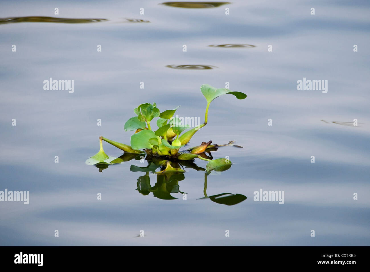 Orizzontale fino in prossimità del Comune di giacinto di acqua, Eichhornia crassipes che invade le lagune del Kerala. Foto Stock
