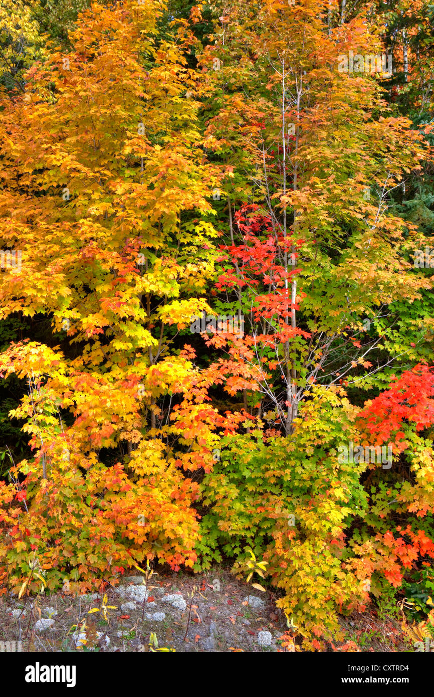 I colori autunnali di Algonquin Provincial Park, Ontario, Canada Foto Stock