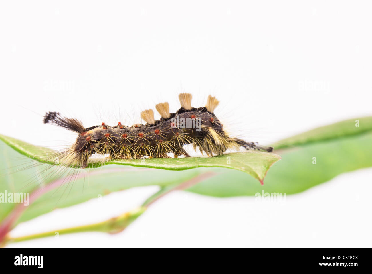Vaporer moth caterpillar su una foglia Foto Stock