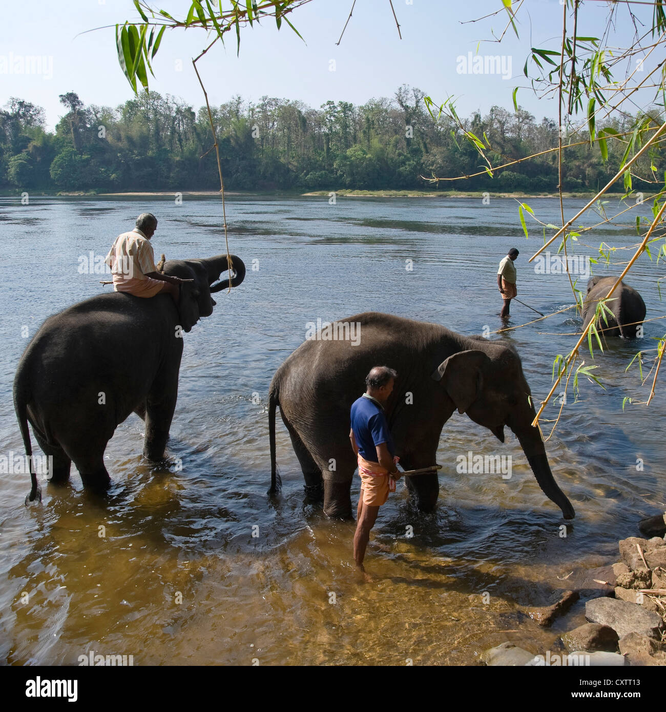 Vista sulla piazza di giovani elefanti asiatici con i loro mahouts rilassante nel fiume del Periyar presso un santuario in Kerala. Foto Stock