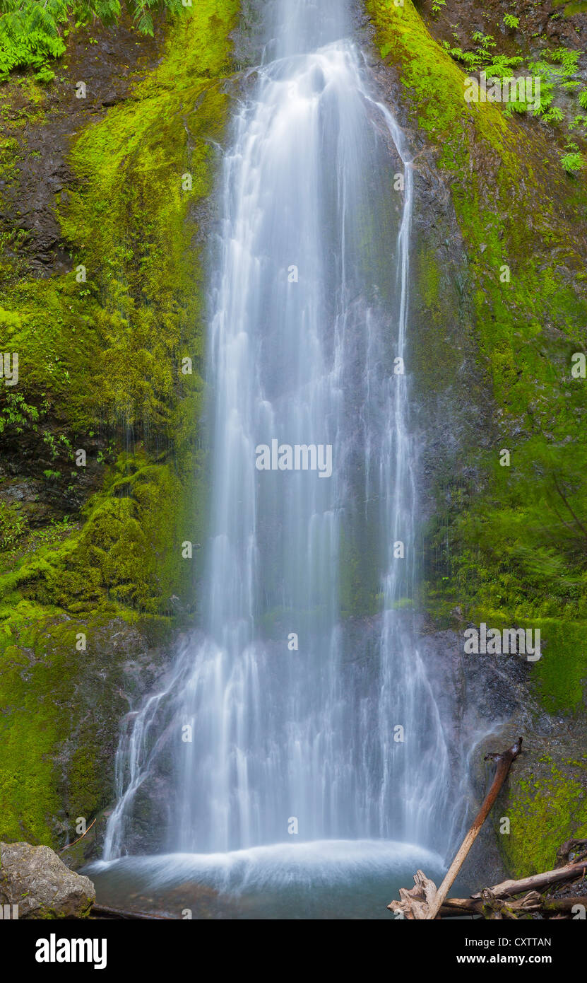 Il Parco nazionale di Olympic, WA: Marymere Falls che scorre sopra il muschio e la felce coperto rocce basaltiche vicino a Crescent Lake Foto Stock