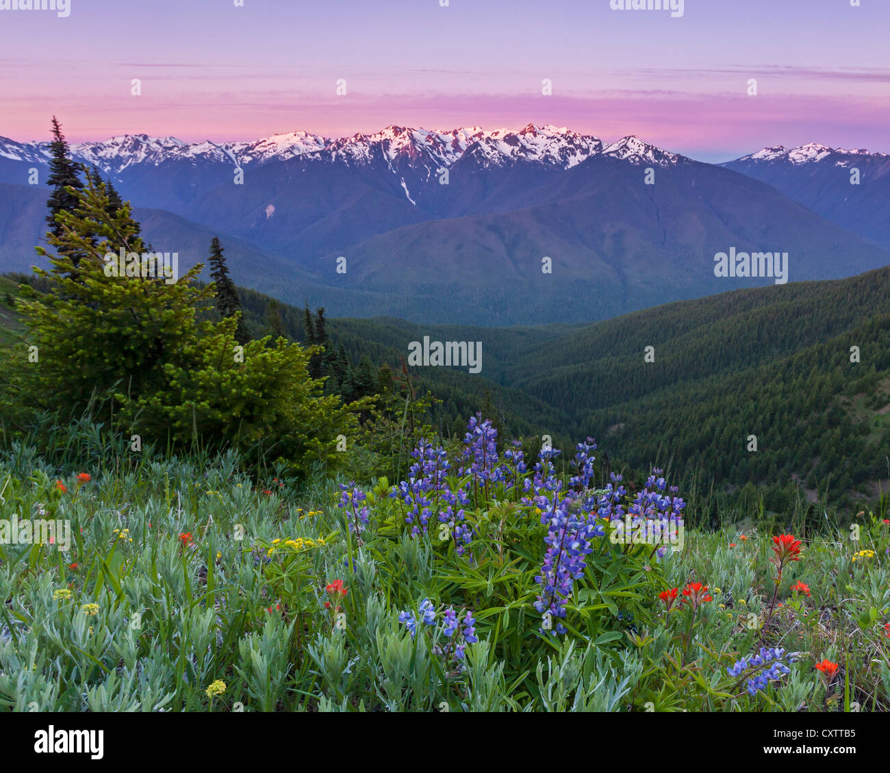 Il Parco nazionale di Olympic, WA: Vista del Monte Olimpo e linee di colmo di Hurricane Ridge all'alba dalla collina di uragano Foto Stock