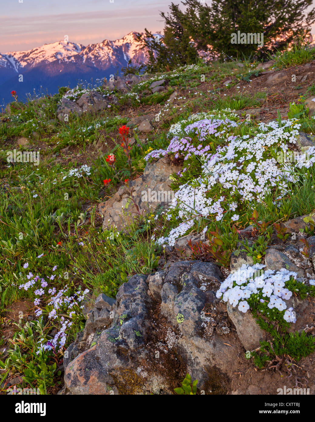 Il Parco nazionale di Olympic, WA: Phlox e il pennello blooming sul pendio di una collina all'alba con le Montagne Olimpiche dall uragano Hill Foto Stock