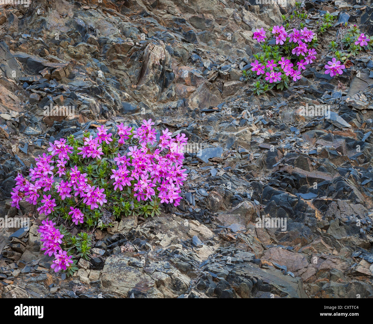 Il Parco nazionale di Olympic, WA: Cliff dwarf-primrose o douglasia liscia (Douglasia laevigata) fiorire su un astragalo di pendenza. Foto Stock