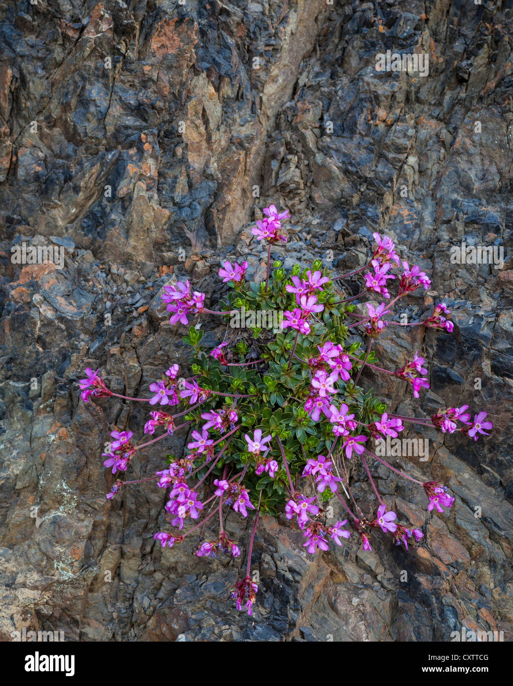 Il Parco nazionale di Olympic, WA: Cliff dwarf-primrose o douglasia liscia (Douglasia laevigata) fiorire su un astragalo di pendenza. Foto Stock
