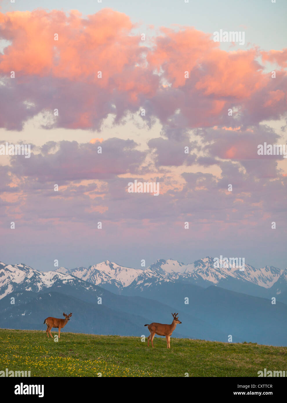 Il Parco nazionale di Olympic, WA: una coppia di black-tailed deer sull uragano colle sotto le nuvole al tramonto. Foto Stock