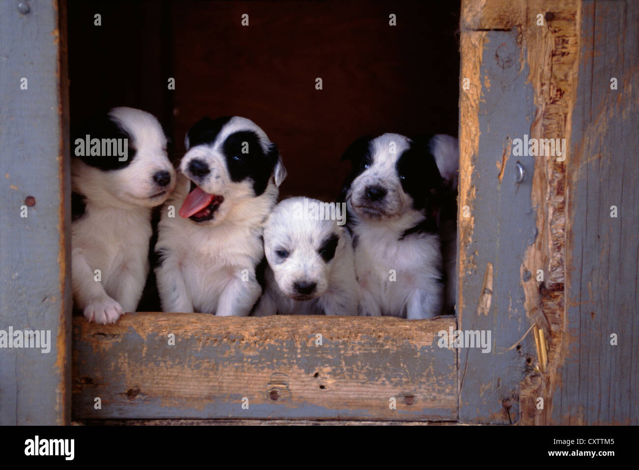 Australian Shepherd/blue heeler cuccioli misti, 3 settimane / PENNSYLVANIA Foto Stock