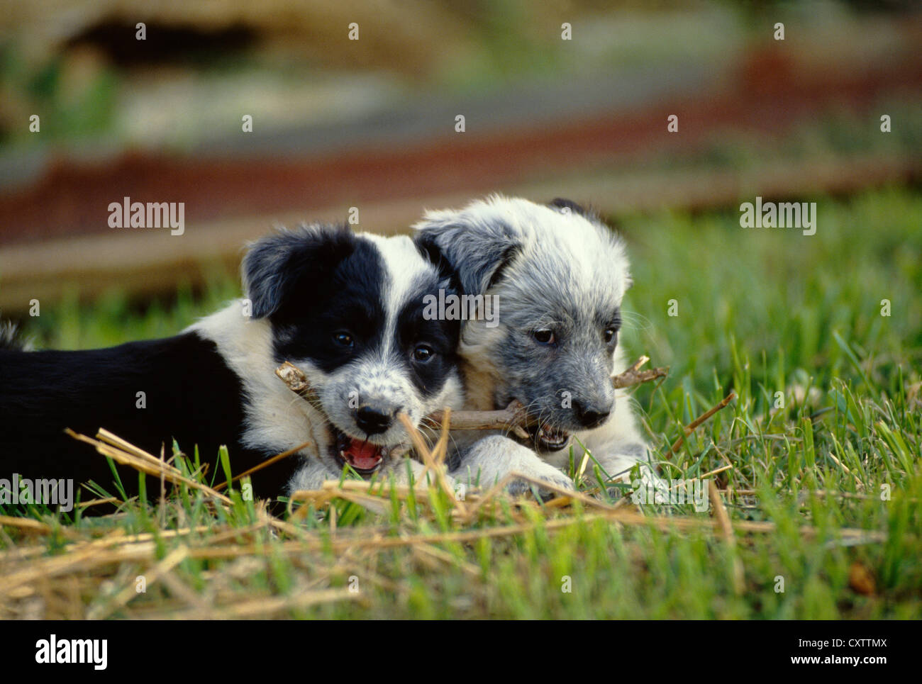 Australian Shepherd/blue heeler cuccioli misti, 6 settimane / PENNSYLVANIA Foto Stock