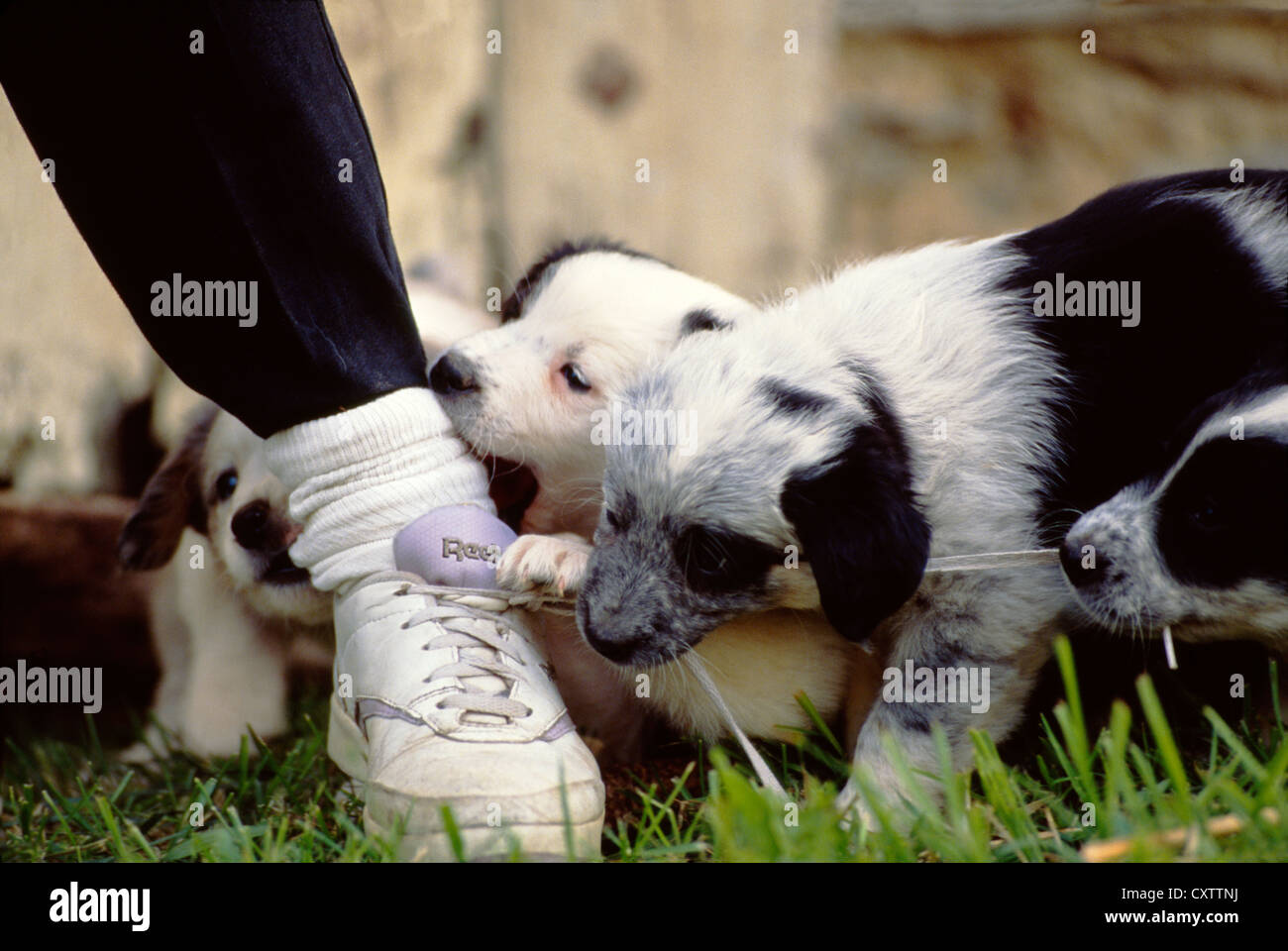 AUSTRALIAN SHEPHERD/BLUE HEELER cuccioli misti, 6 SETTIMANE / PENNSYLVANIA Foto Stock
