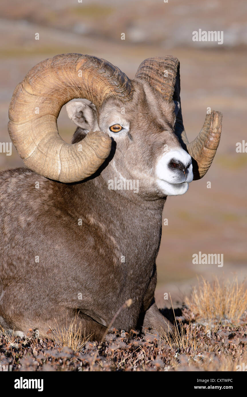 Un Bighorn Ram con un pieno curl - Ovis canadensis - Northern Rockies Foto Stock