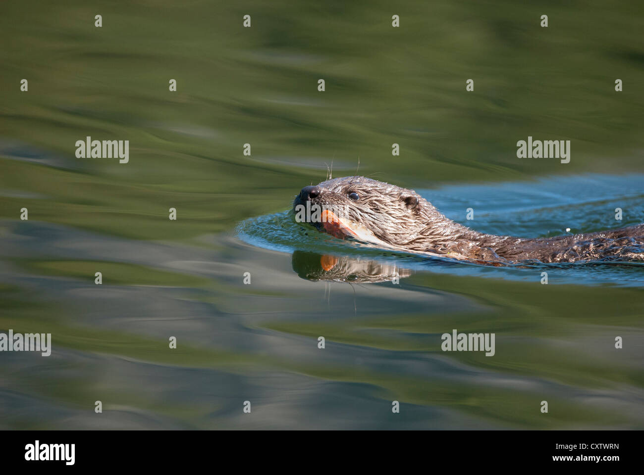 Una Lontra di fiume pup nuota con una trota nella sua bocca - Lutra canadensis - Northern Rockies Foto Stock