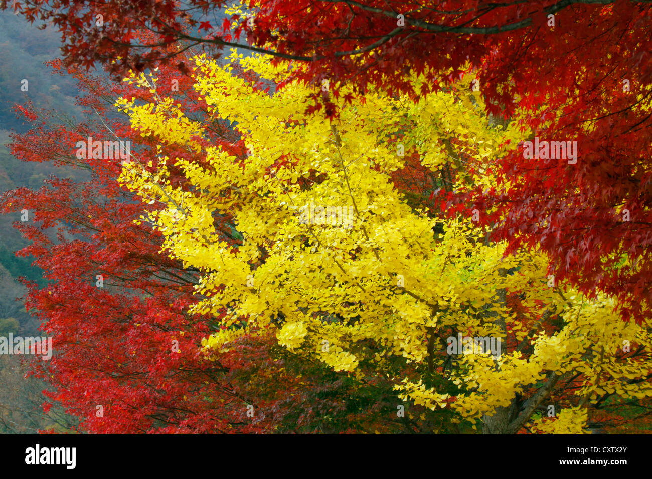 Autunno colori Foglia di acero giapponese e Gingko albero dal lago Sai-ko  Giappone Foto stock - Alamy