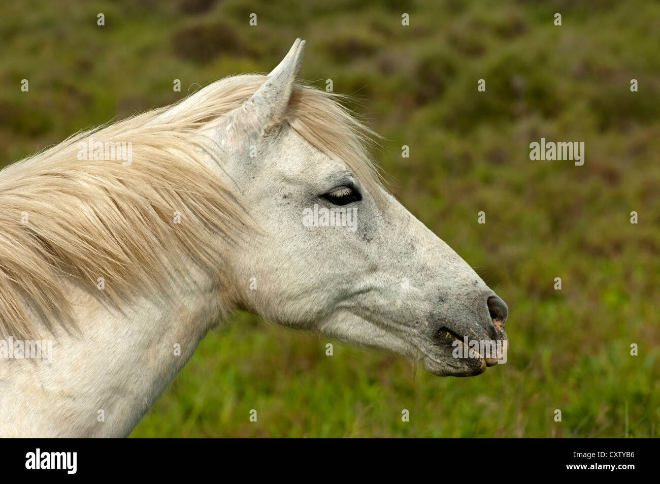 Ritratto di un cavallo Camargue, Camargue, Frankreich Foto Stock