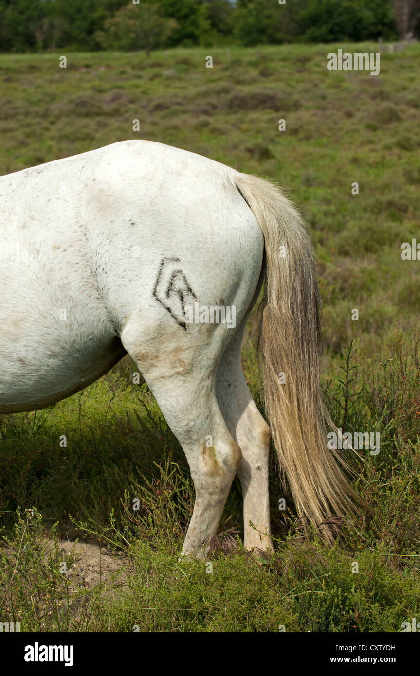 La marca di un allevatore a cavallo della Camargue, Camargue, Frankreich Foto Stock
