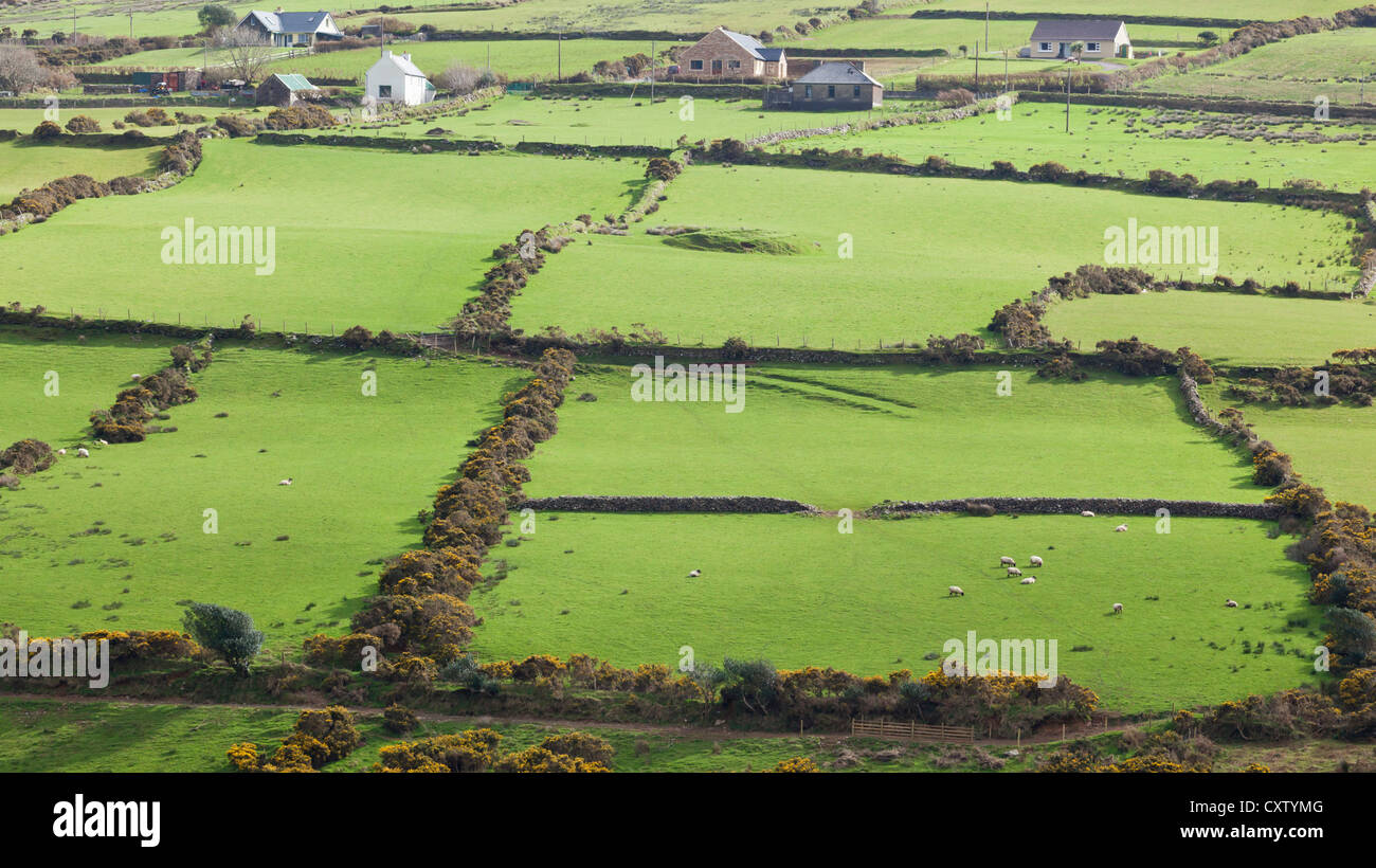 Penisola di Dingle, nella contea di Kerry, Irlanda. Tipico paesaggio. Terreni agricoli. Foto Stock