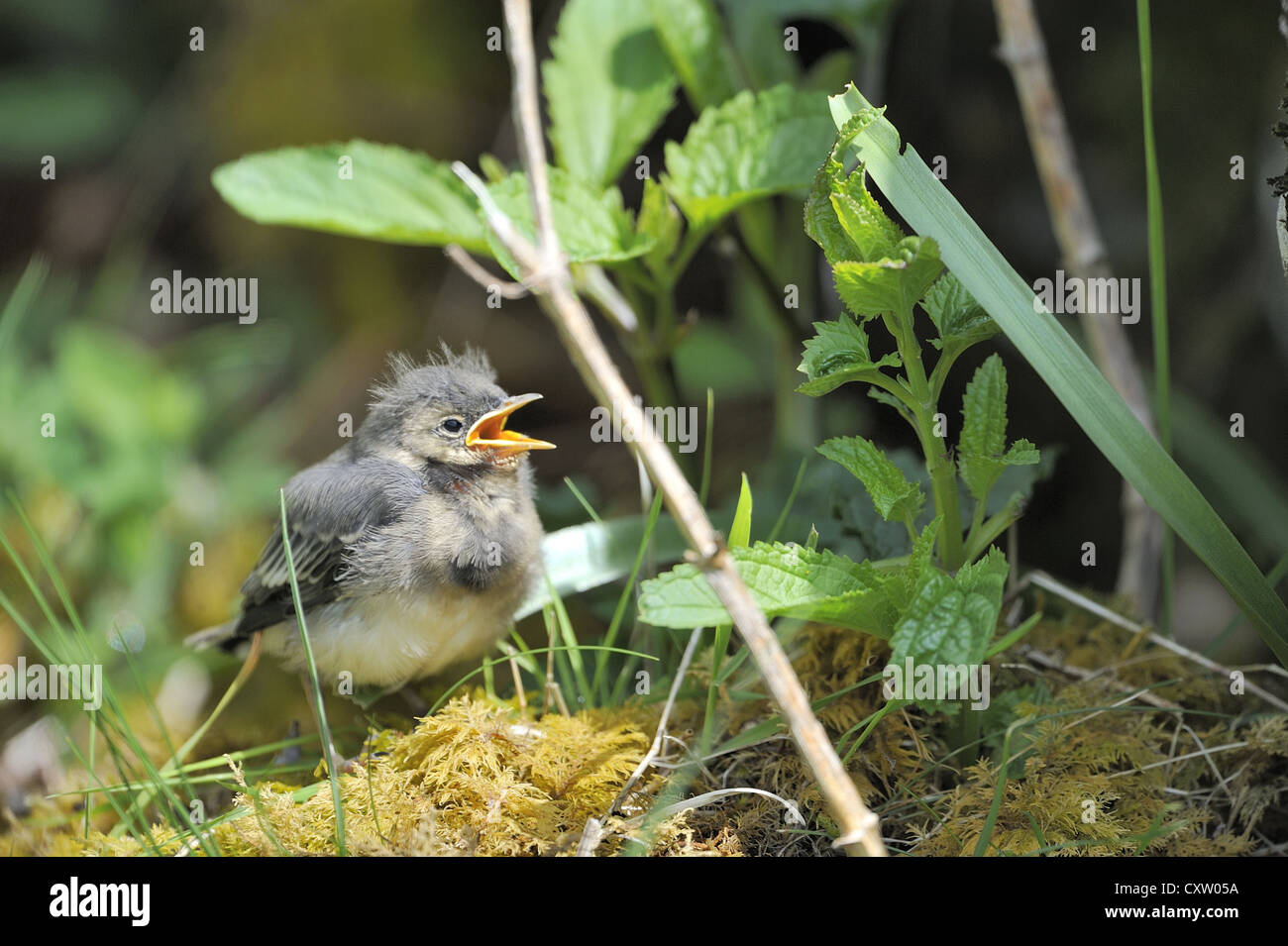 White wagtail - Pied wagtail (Motacilla alba) fledged chick chiamando per essere alimentato a molla Foto Stock