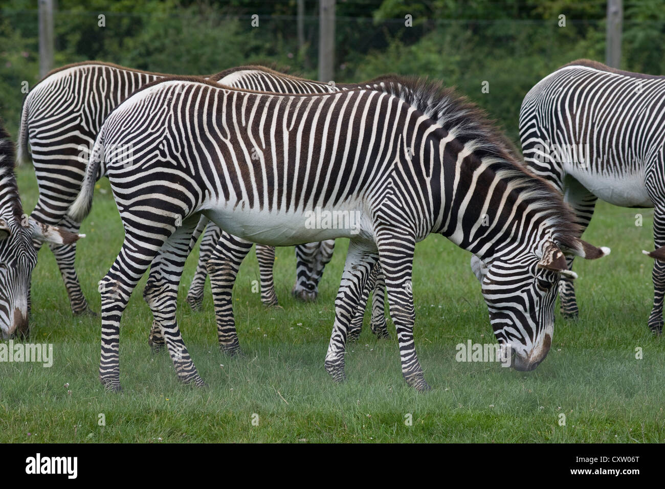 Grevy Zebra della mandria di mares, Equus grevyi, a Marwell zoo Foto Stock