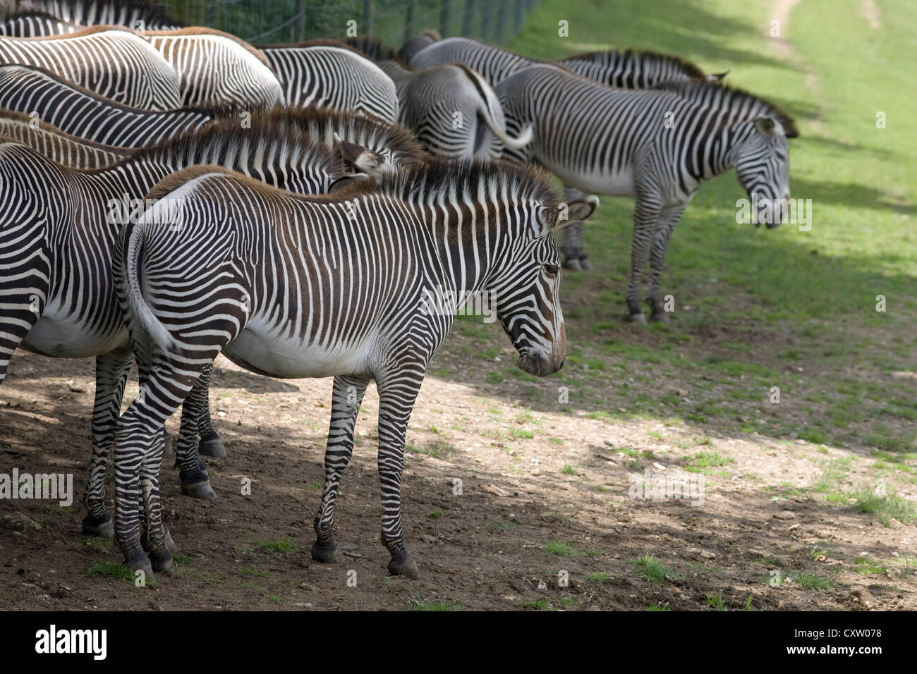 Grevy Zebra della mandria di mares, Equus grevyi, cercando ombra a Marwell zoo Foto Stock